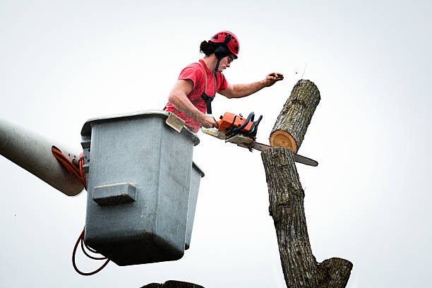 Best Hedge Trimming  in Elk Rapids, MI